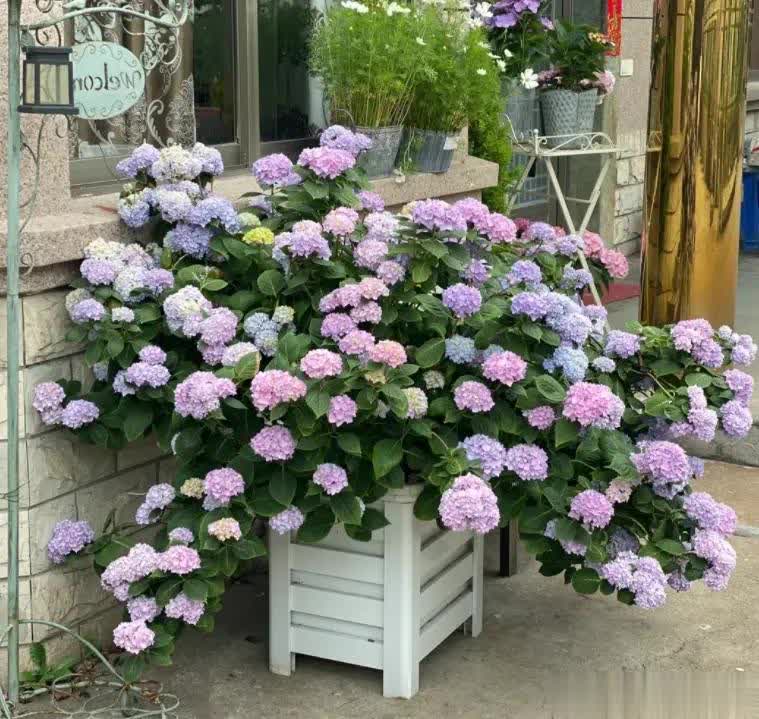 球花, 一部分